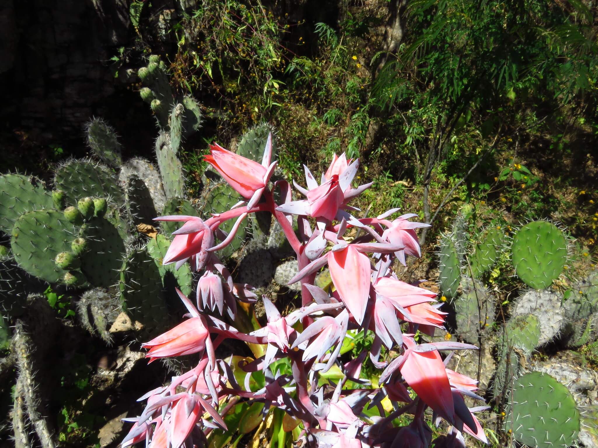 Echeveria dactylifera